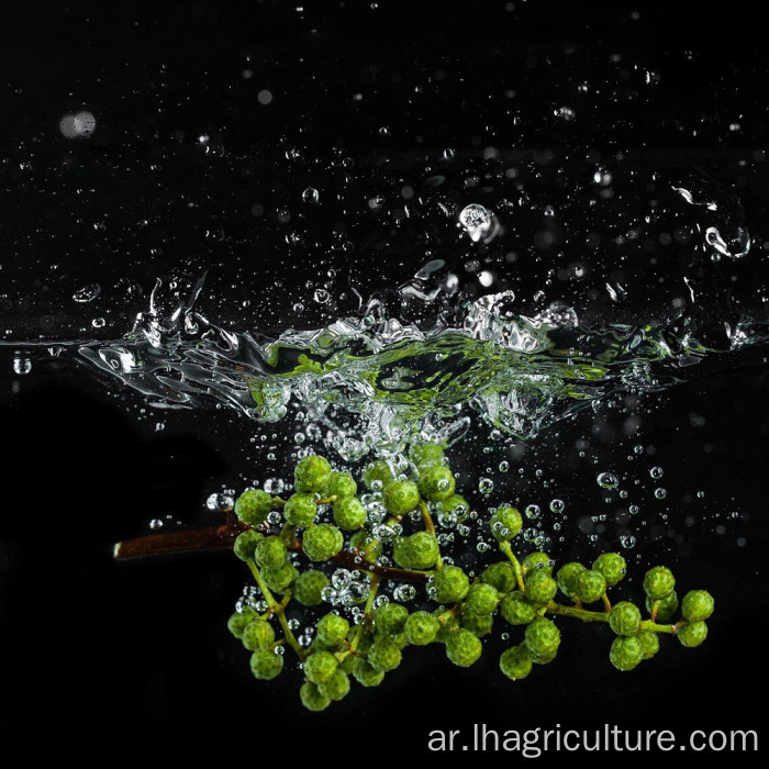 سعر تصدير الأسهم السائبة الغذائية الدرجة الخضراء الشائك